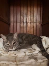 Found/Stray Male Cat last seen Near JJ Hill Montessori Magnet School, Saint Paul, MN 55104