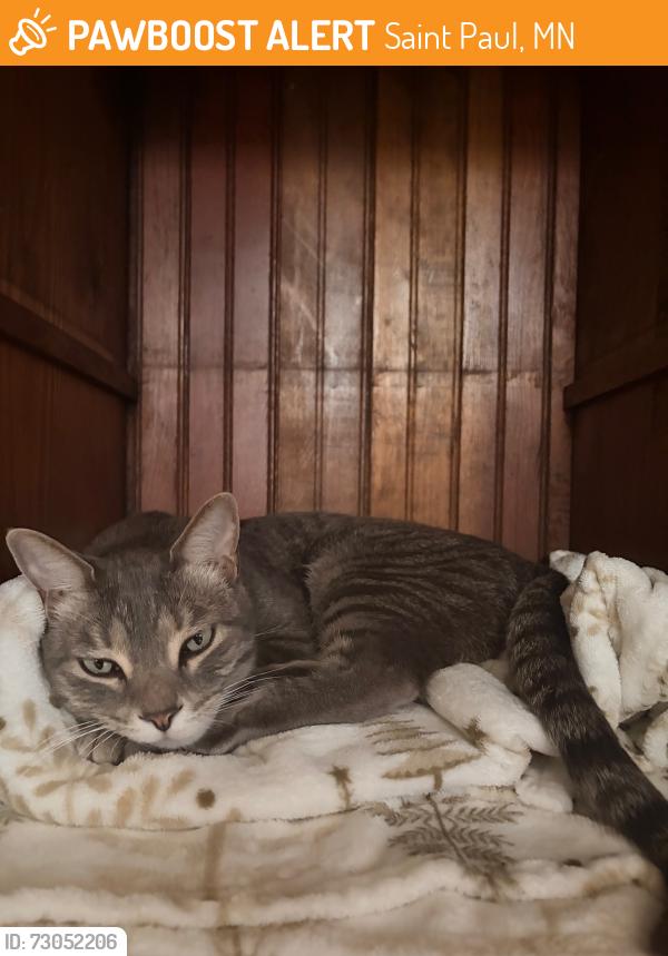 Found/Stray Male Cat last seen Near JJ Hill Montessori Magnet School, Saint Paul, MN 55104