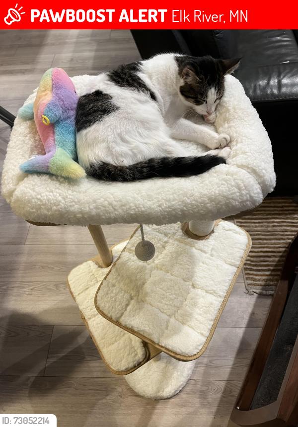 Lost Female Cat last seen Yale St NW and Wilson St NW, Elk River, MN 55330