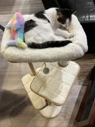 Lost Female Cat last seen Yale St NW and Wilson St NW, Elk River, MN 55330