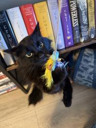 Lost Male Cat last seen Expressway Missoula mt, Missoula, MT 59808