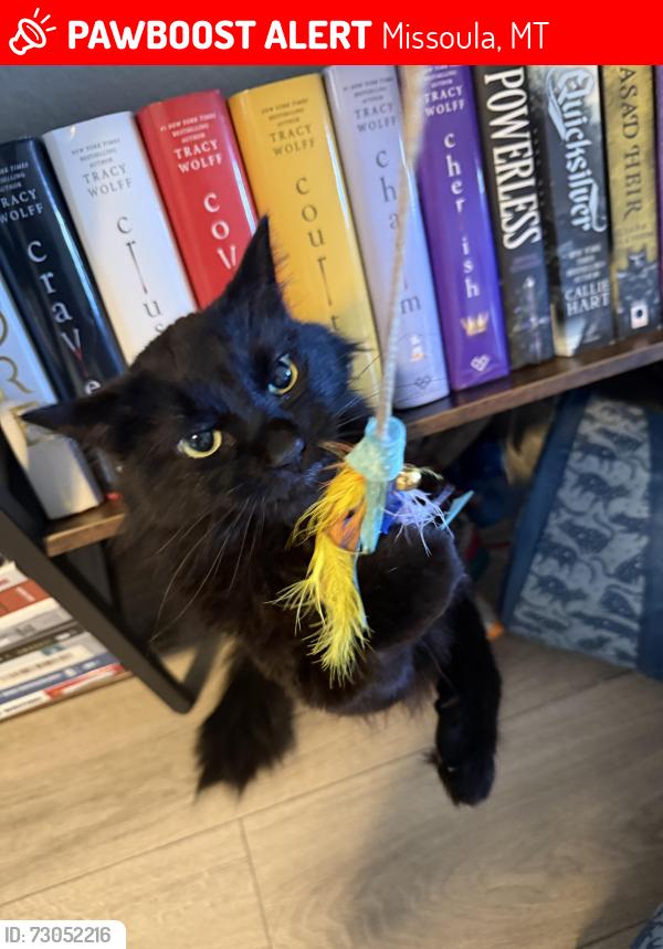 Lost Male Cat last seen Expressway Missoula mt, Missoula, MT 59808