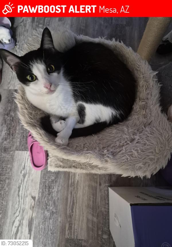 Lost Male Cat last seen 32nd St and McKellips Rd Mesa, AZ, Mesa, AZ 85213