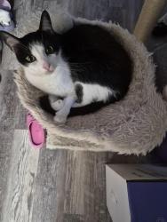 Lost Male Cat last seen 32nd St and McKellips Rd Mesa, AZ, Mesa, AZ 85213