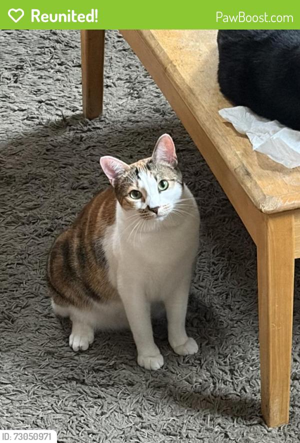 Reunited Female Cat last seen Windward Pl, Scotts Valley, CA 95066