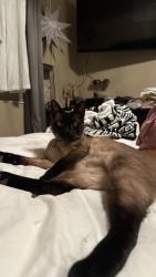 Lost Female Cat last seen Vista Del Norte, Albuquerque, NM 87113