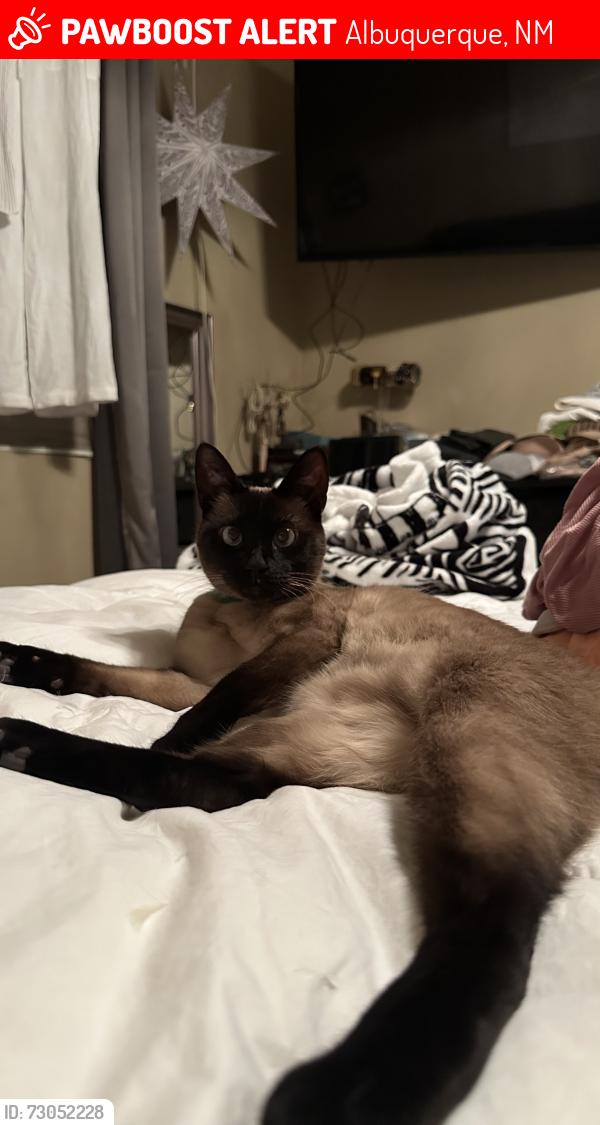 Lost Female Cat last seen Vista Del Norte, Albuquerque, NM 87113