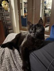Lost Female Cat last seen Roesler Rd, La Crosse, WI 54669