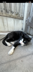Lost Male Cat last seen Outside the hse, West Midlands, England WV14 6NS