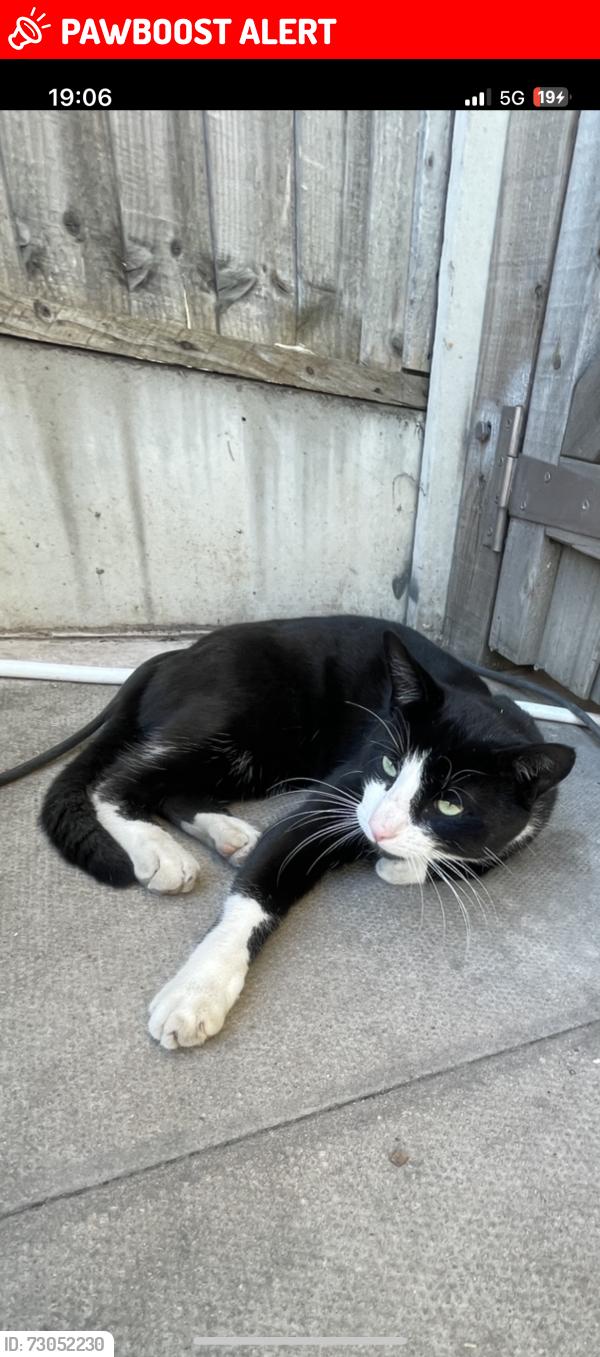 Lost Male Cat last seen Outside the hse, West Midlands, England WV14 6NS