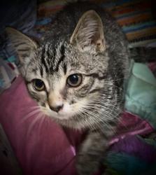 Found/Stray Female Cat last seen Applebee's 3117 Washington Rd, Augusta, GA 30907