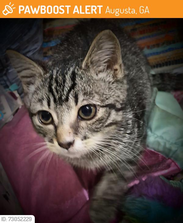 Found/Stray Female Cat last seen Applebee's 3117 Washington Rd, Augusta, GA 30907