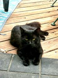 Found/Stray Unknown Cat last seen Near Martin dr., North Olmsted, OH 44070