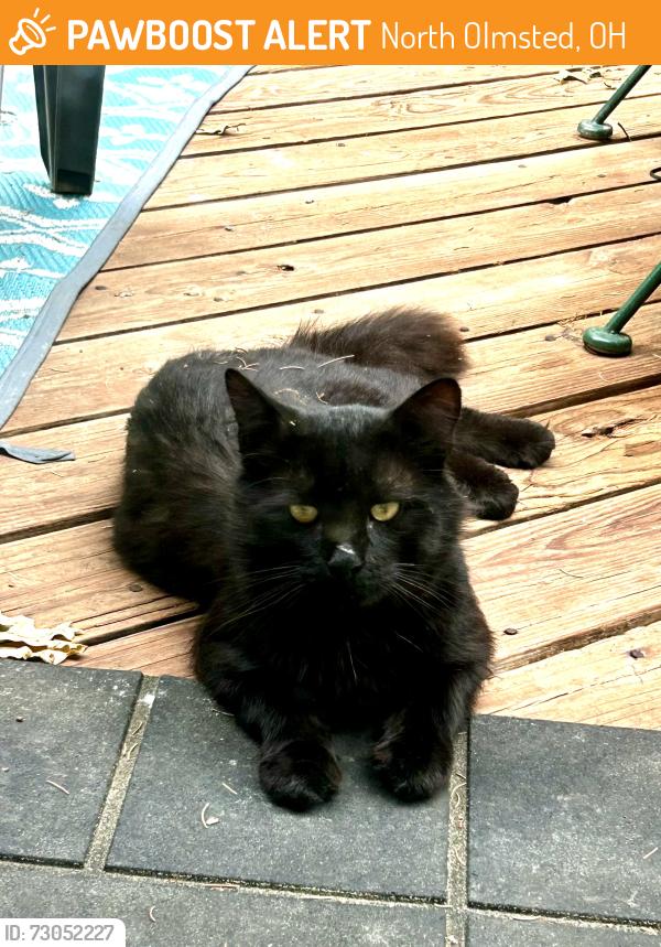 Found/Stray Unknown Cat last seen Near Martin dr., North Olmsted, OH 44070