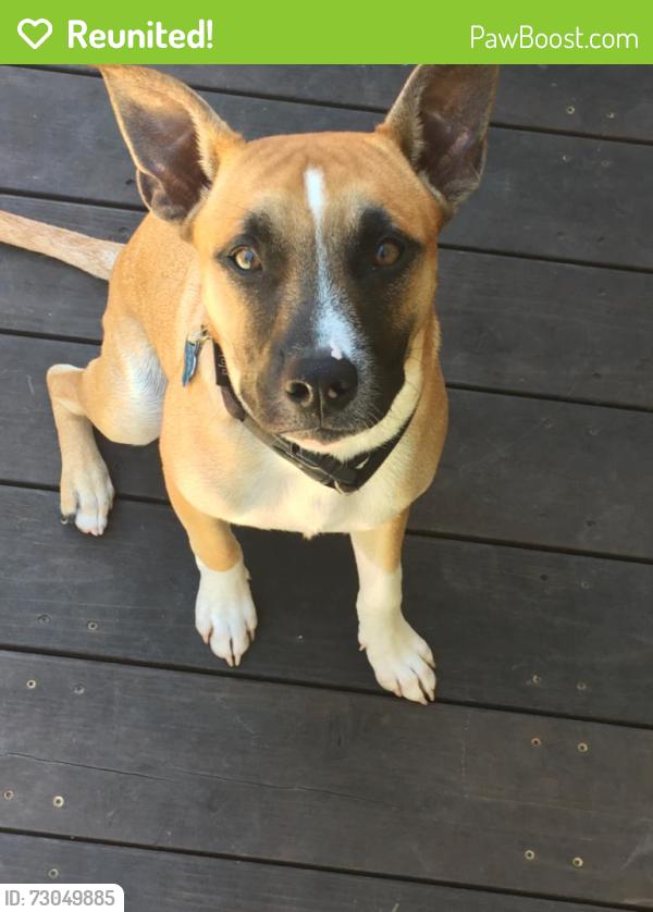 Reunited Male Dog last seen Marion street, Hayward, CA 94541