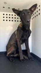 Shelter Stray Female Dog last seen Near BLK TIERRA ABIERTA, BAKERSFIELD, CA, 201 S Mt Vernon Ave, Bakersfield, CA 93307, USA