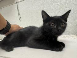Shelter Stray Male Cat last seen , 1850 W 60th St, Los Angeles, CA 90047, USA