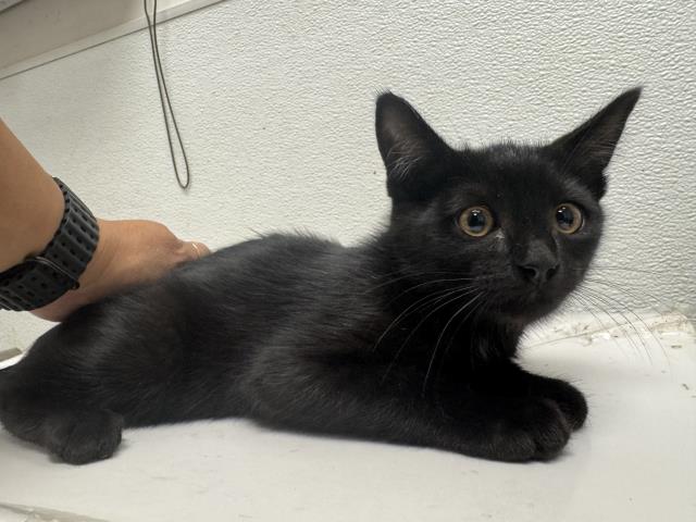 Shelter Stray Male Cat last seen , 1850 W 60th St, Los Angeles, CA 90047, USA