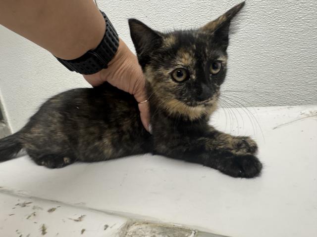 Shelter Stray Female Cat last seen , 1850 W 60th St, Los Angeles, CA 90047, USA