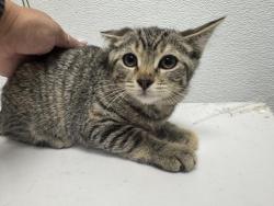 Shelter Stray Female Cat last seen , 1850 W 60th St, Los Angeles, CA 90047, USA