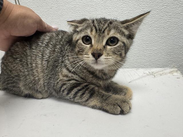 Shelter Stray Female Cat last seen , 1850 W 60th St, Los Angeles, CA 90047, USA