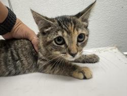 Shelter Stray Female Cat last seen , 1850 W 60th St, Los Angeles, CA 90047, USA