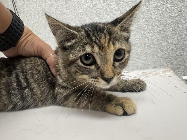 Shelter Stray Female Cat last seen , 1850 W 60th St, Los Angeles, CA 90047, USA