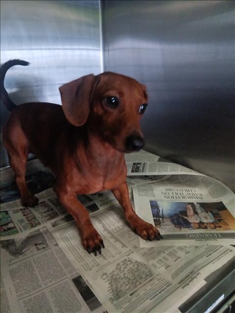Shelter Stray Male Dog last seen , 1850 W 60th St, Los Angeles, CA 90047, USA