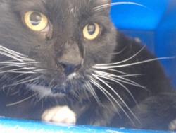 Shelter Stray Female Cat last seen , 2769 Conroy Rd, Orlando, FL 32839, USA