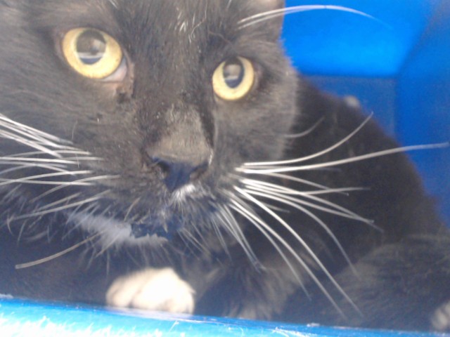 Shelter Stray Female Cat last seen , 2769 Conroy Rd, Orlando, FL 32839, USA