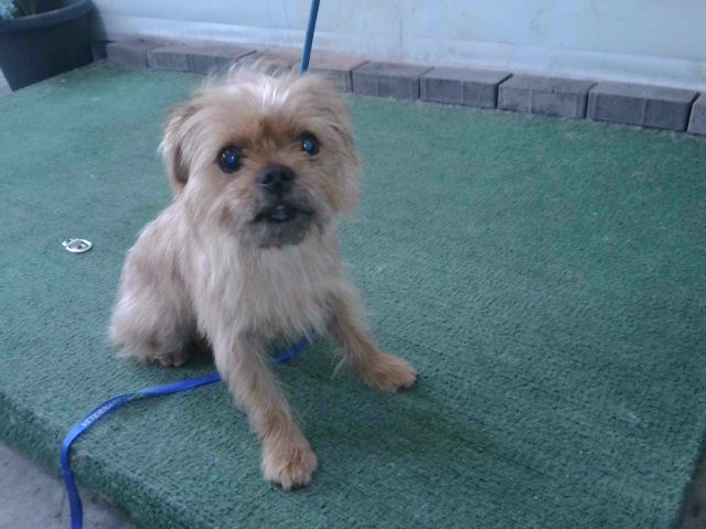 Shelter Stray Male Dog last seen , 4275 Elton St, Baldwin Park, CA 91706, USA