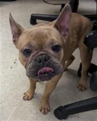 Shelter Stray Male Dog last seen , 11361 W Pico Blvd, Los Angeles, CA 90064, USA