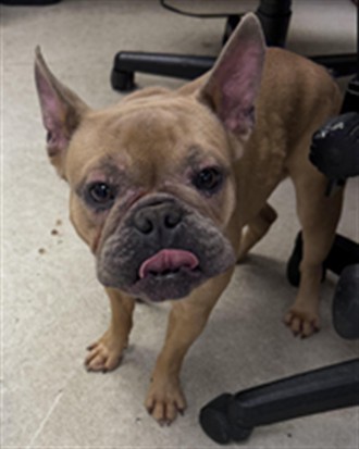 Shelter Stray Male Dog last seen , 11361 W Pico Blvd, Los Angeles, CA 90064, USA