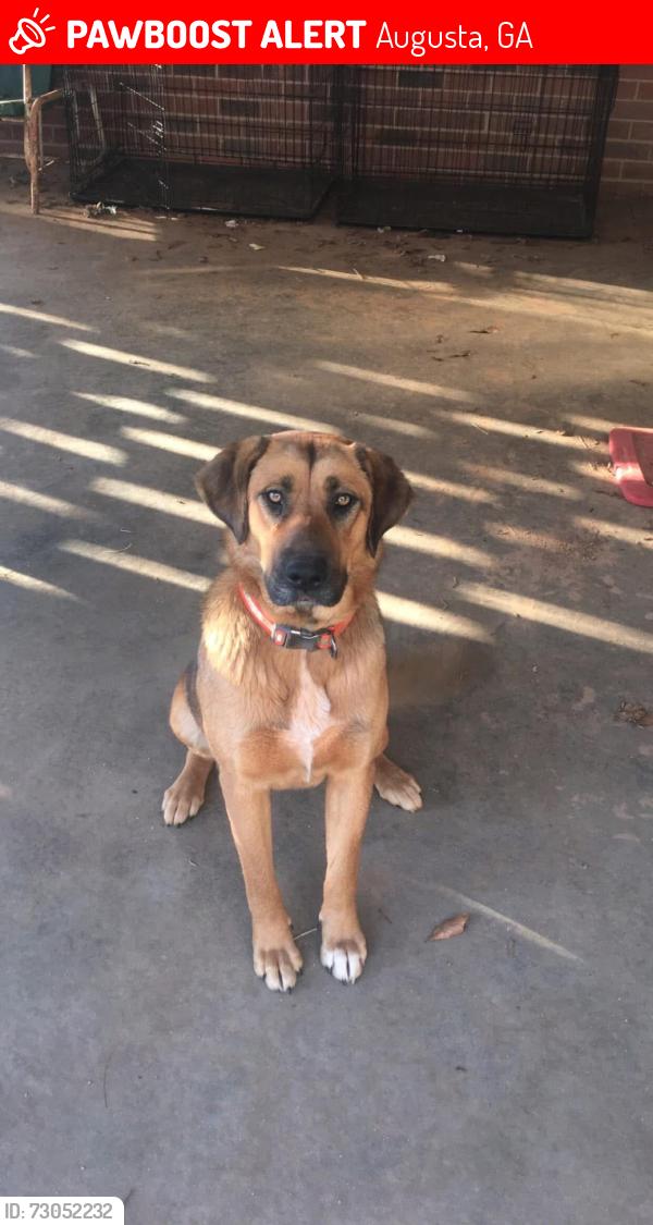Lost Female Dog last seen Boykin road, James drive, Travis road, Augusta, GA 30906