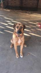 Lost Female Dog last seen Boykin road, James drive, Travis road, Augusta, GA 30906