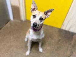 Shelter Stray Female Dog last seen LAKESHORE DR, 5821 Sweetwater Rd, Bonita, CA 91902, USA