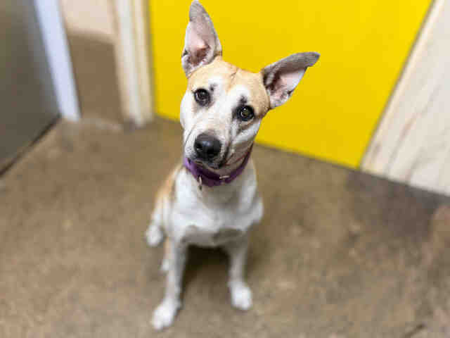 Shelter Stray Female Dog last seen LAKESHORE DR, 5821 Sweetwater Rd, Bonita, CA 91902, USA