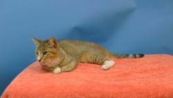 Shelter Stray Female Cat last seen , 216 W Victoria St, Gardena, CA 90248, USA