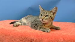 Shelter Stray Male Cat last seen , 216 W Victoria St, Gardena, CA 90248, USA