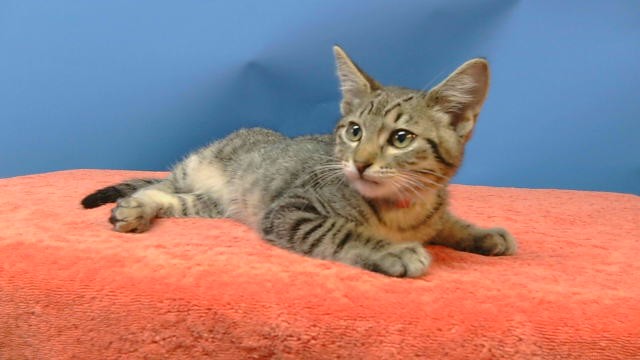 Shelter Stray Male Cat last seen , 216 W Victoria St, Gardena, CA 90248, USA