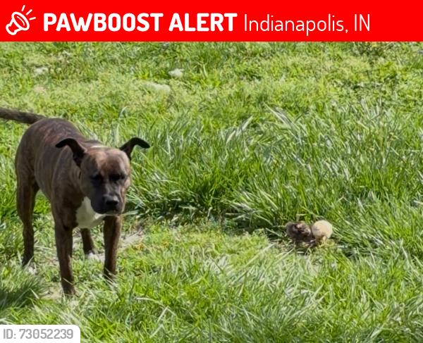 Lost Female Dog last seen Raymond and Keystone ave , Indianapolis, IN 46203