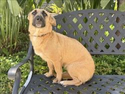 Shelter Stray Female Dog last seen , 957 N Gaffey St, San Pedro, CA 90731, USA