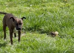 Lost Female Dog last seen Raymond and Keystone ave , Indianapolis, IN 46203