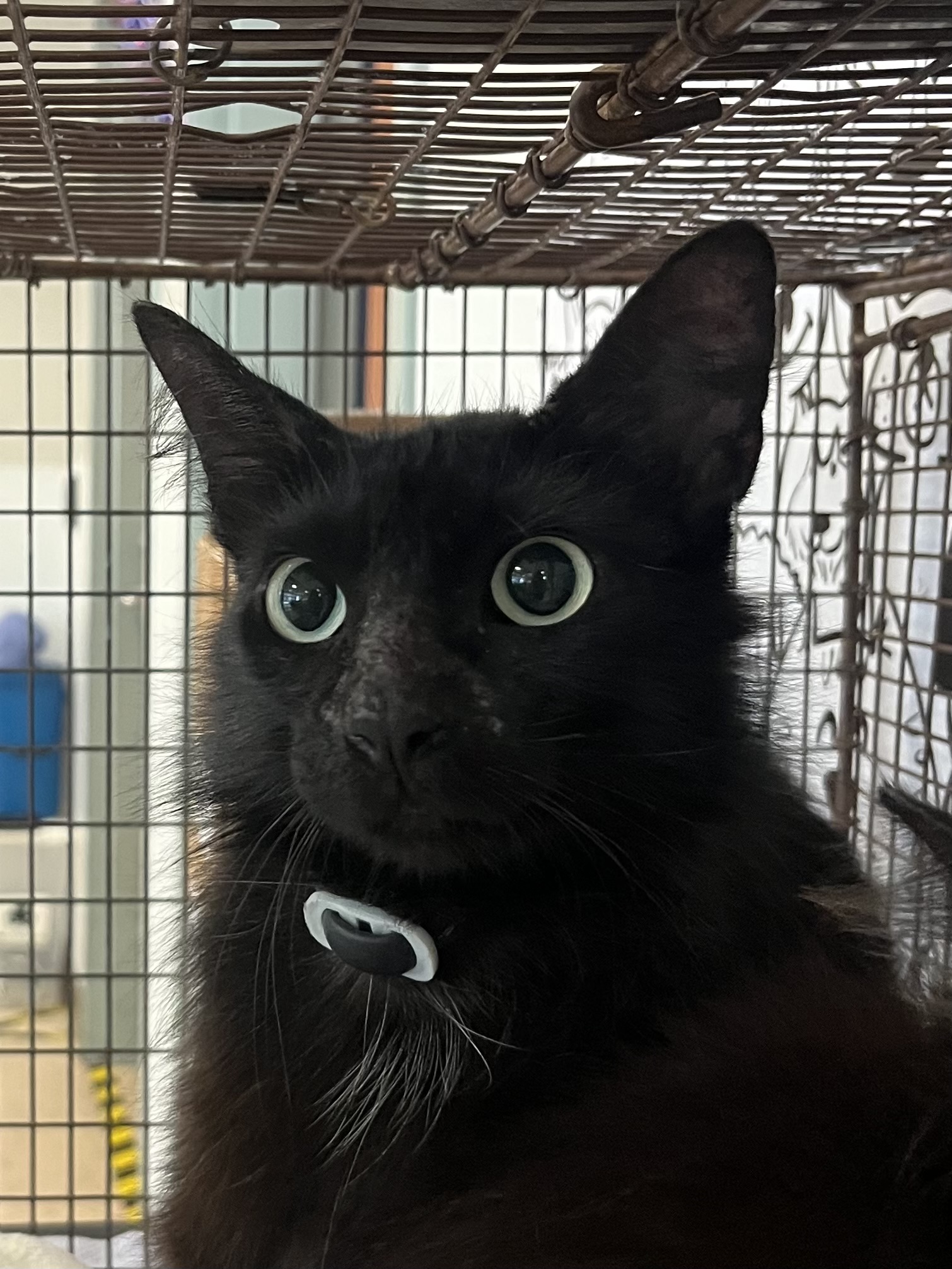Shelter Stray Female Cat last seen , 957 N Gaffey St, San Pedro, CA 90731, USA