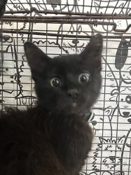 Shelter Stray Female Cat last seen , 957 N Gaffey St, San Pedro, CA 90731, USA