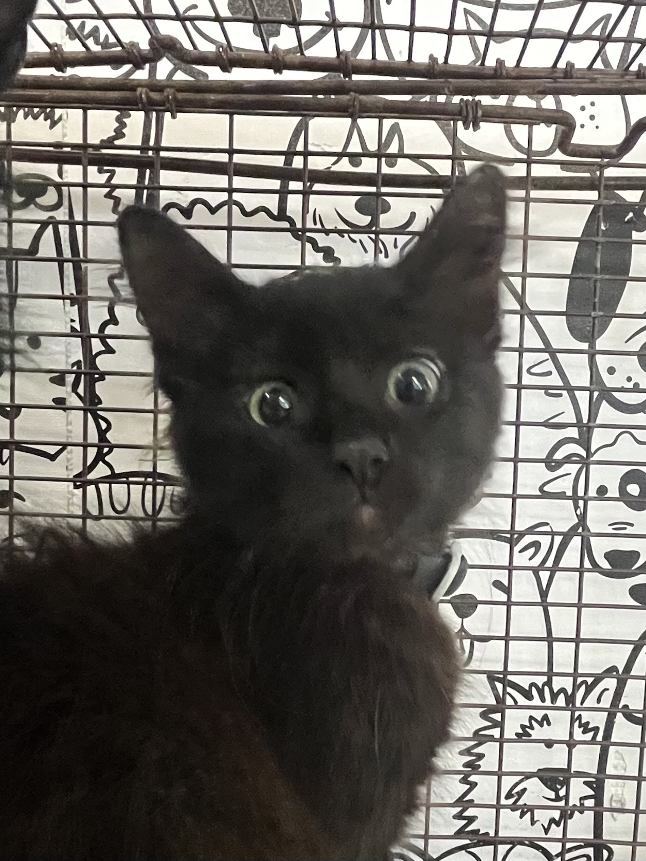 Shelter Stray Female Cat last seen , 957 N Gaffey St, San Pedro, CA 90731, USA