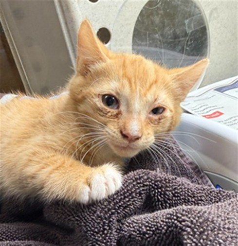 Shelter Stray Male Cat last seen Near BLOCK NOPAL PL, RIVERSIDE CA 92503, 6851 Van Buren Boulevard, Jurupa Valley, CA 92509, USA