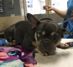 Shelter Stray Female Dog last seen PACIFIC AVE/ MISSION BLVD JURUPA VALLEY, CA 92509, 6851 Van Buren Boulevard, Jurupa Valley, CA 92509, USA