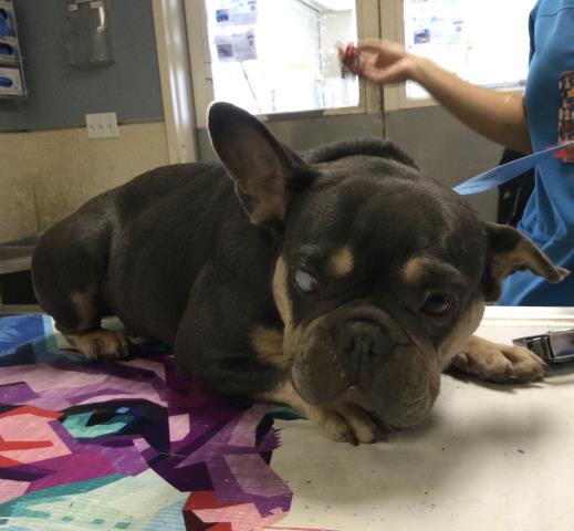 Shelter Stray Female Dog last seen PACIFIC AVE/ MISSION BLVD JURUPA VALLEY, CA 92509, 6851 Van Buren Boulevard, Jurupa Valley, CA 92509, USA
