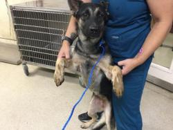 Shelter Stray Female Dog last seen Near BLOCK LEE RD, PERRIS, CA, 6851 Van Buren Boulevard, Jurupa Valley, CA 92509, USA